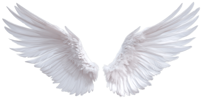 Isolated Feathered Wings with Transparent Background Angel Wings in Format png