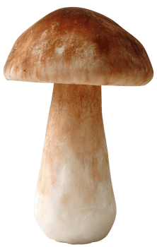 Isolated Boletus Edulis Mushroom on Transparent Background with Neutral Colors and Detail png