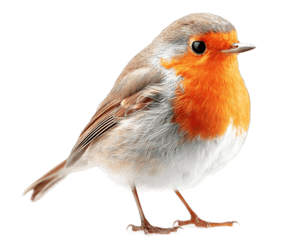 European Robin Bird with Transparent Background Cutout Isolated Image Stock Photo png