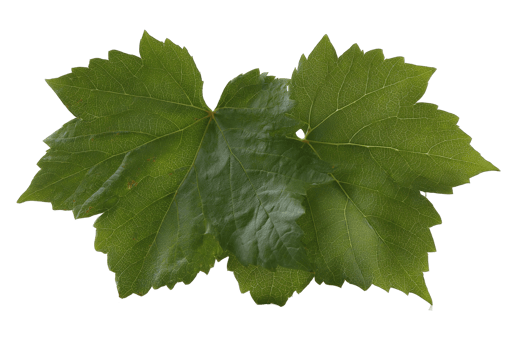 Grapevine Leaf Isolated On Transparent Background With No Stalk Vine Crop png