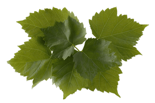 Isolated Transparent Background Green Grape Leaves Set Fresh Organic Natural Plant png