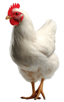 Isolated White Chicken Standing on Transparent Background Ideal for Creative Design Projects png