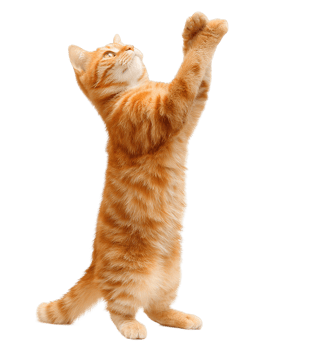 Cute Ginger Cat Standing On Two Legs Isolated On Transparent Background png