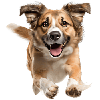 Joyful Dog Running Happily With Great Enthusiasm Transparent Isolated Background png