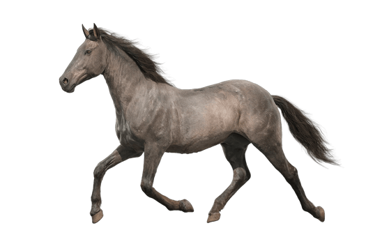 Isolated Gray Horse Running On Transparent Background Wild Animal Free Download Images png