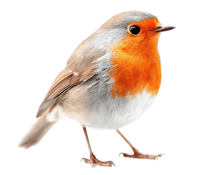 European Robin on Transparent Background Isolated Illustration Download Free png