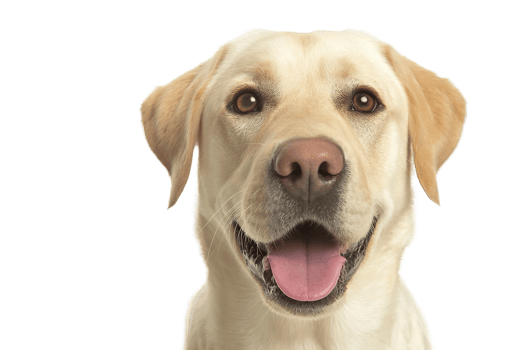 Isolated Transparent Background Portrait Of Happy Smiling Labrador Dog With Tongue Out png
