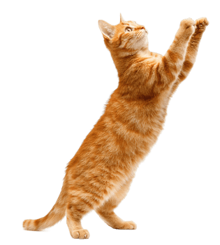Isolated Ginger Cat with Transparent Background Cute Pet Ready to Playful Mood png