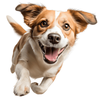 Joyful Brown and White Dog Leaping with Excitement Isolated on Transparent Background png