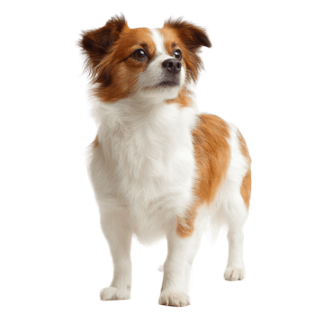Adorable Little Dog Isolated on Transparent Background Perfect for Design Projects and Crafts png