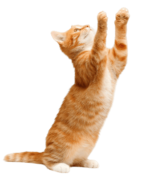 Orange Tabby Kitten Stretching Up Isolated on Transparent Background Playful Cute Ginger Cat png