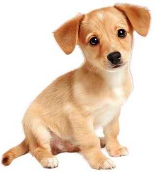 Adorable Puppy with Big Eyes Cute Isolated Pet Portrait Friendly Canine Friend Sitting png