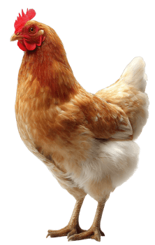 Isolated Chicken Clipart Image with Transparent Background of A Brown Hen png