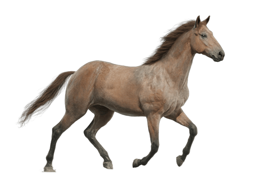 Majestic Brown Horse Trotting Gracefully Isolated on a Transparent Background Image png