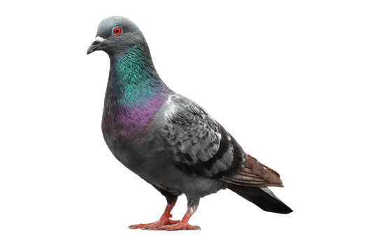 Isolated Grey Pigeon Bird Full Body On Transparent Background High Resolution png
