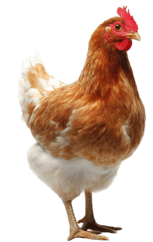 Brown Hen Isolated on Transparent Background Poultry Farm Bird Animal Livestock png