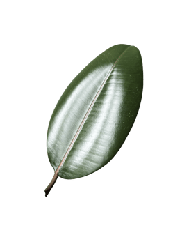 Green thick ficus elastica leaf houseplant isolated without shadow detailed image, soft selective focus, clipping path, for home decor, poster, news, encyclopaedia article, textbook or other design png