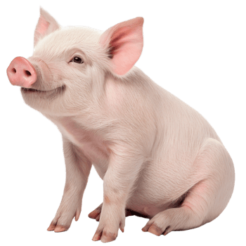 Cute piglet with pink skin, cute baby pig, cheerful farm animal, isolated on transparent background png