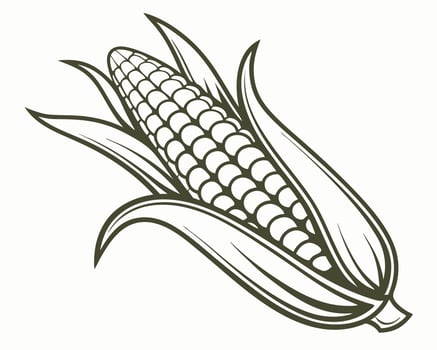 Black and white illustration of an ear of corn on the cob with detailed leafy husks. vector