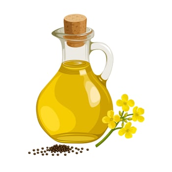 Illustration of Rapeseed oil in a glass bottle, with Rapeseed flowers and seeds, scientific name Brassica napus, isolated on white background. vector