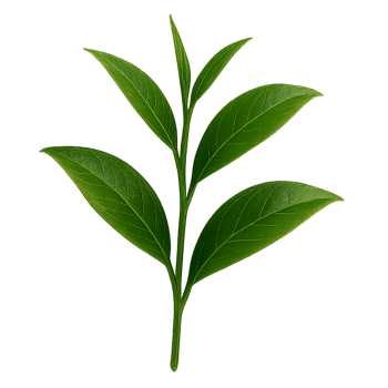 green leaf on a transparent background png