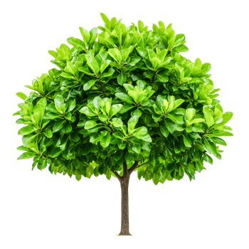 Lush Green Tree with Dense Foliage for Natural Themes png