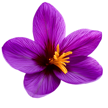 Vibrant Purple Flower with Delicate Petals and Intricate Yellow Stamen Details png