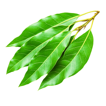 Fresh Green Leaves of Bay Tree for Culinary Use and Natural Decoration png