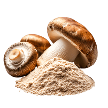 Fresh Mushrooms on with Mushroom Powder for Culinary Use and Cooking png