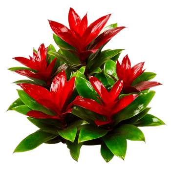 Vibrant Red Leaf Plants Surrounded by Lush Green Foliage in Bright Natural Light png