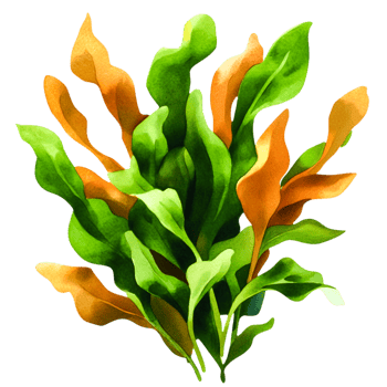 Vibrant Seaweed Illustration Featuring Green and Brown Leafy Foliage in Natural Style png