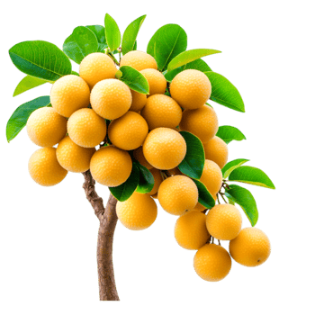 Fresh and Ripe Longan Fruit Bunch with Green Leaves Tree Branch png