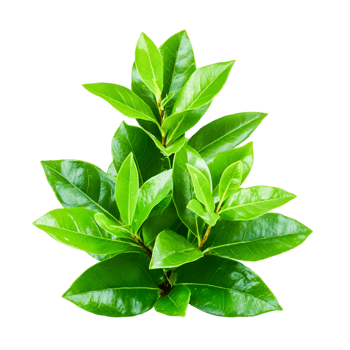 Lush Green Leaves of a Tropical Plant png