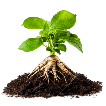 Green Plant with Strong Roots Emerging from Dark Rich Soil png