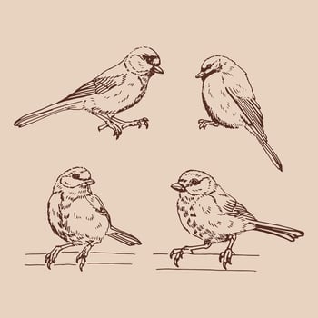 Set of titmouse. Hand drawn illustration vector