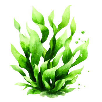 Vibrant Green Aquatic Plant Illustration with Lush Leaves and Bubbles png