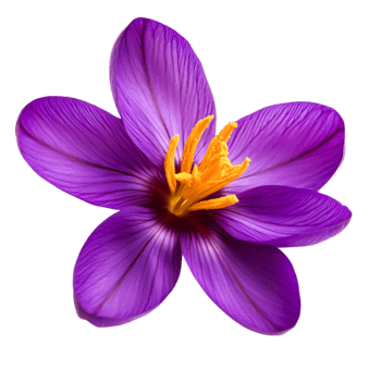 Vibrant Purple Flower with Delicate Petals and Bright Yellow Stamen in closeup png