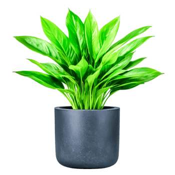Lush Green Indoor Plant in Modern Black Pot for Cozy Home Decor png