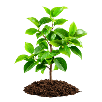 Young Green Plant in Rich Soil for Nature and Growth Themes png