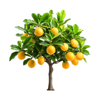 Fresh Lemon Tree with Bright Yellow Lemons and Green Leaves png