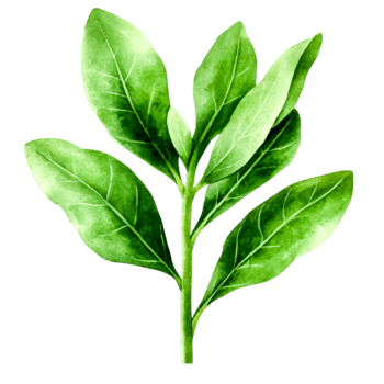 Fresh Green Spinach Leaves for Healthy Cooking and Nutrition png