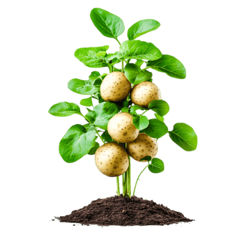 Fresh Potato Plant Growing in Soil with Healthy Green Leaves and Visible Tubers png