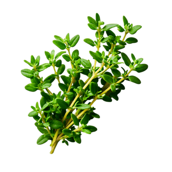 Fresh Green Thyme Herb Bundle with Vibrant Leaves for Culinary Uses and Decoration png