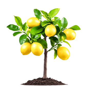 Fresh Lemon Tree with Ripe Lemons and Green Leaves png