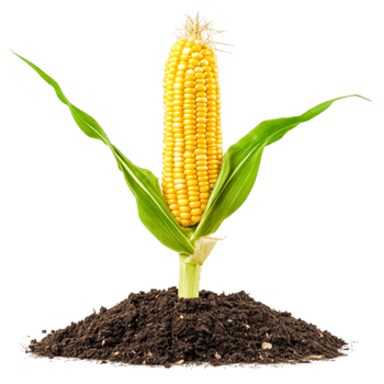 Fresh Corn Cob Growing in Rich Soil with Green Leaves and Vibrant Yellow Kernels png