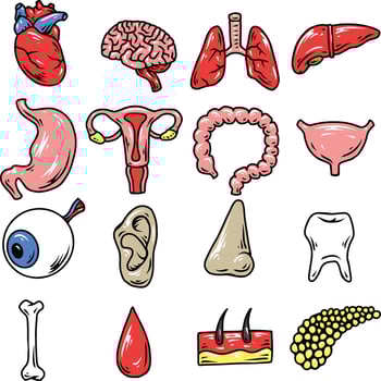 Human body organs vector