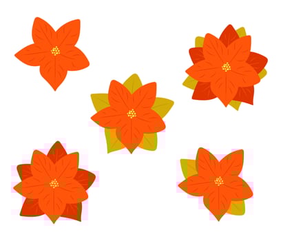 Set of Christmas Poinsettia isolated on white background. Traditional Christmas flower symbol. Hand drawn flat cartoon style. Simple Poinsettia clipart vector