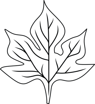 Simple Outline Illustration of a Leaf in Monochrome Style png