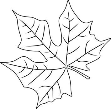 Outline Illustration of a Maple Leaf with Visible Veins and Details png