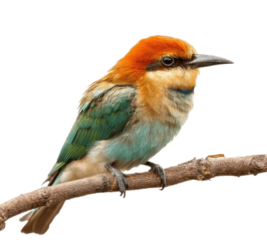 Colorful bird perched on branch in natural setting png